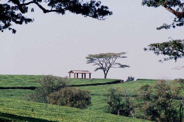 Malawi_Tea_Estate.jpg