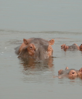 Uganda, Afrika gyöngyszeme